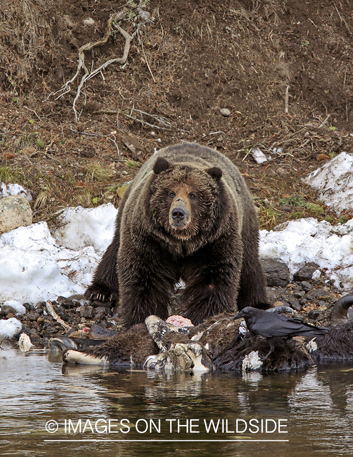 Grizzly Bear on bison carcass. 