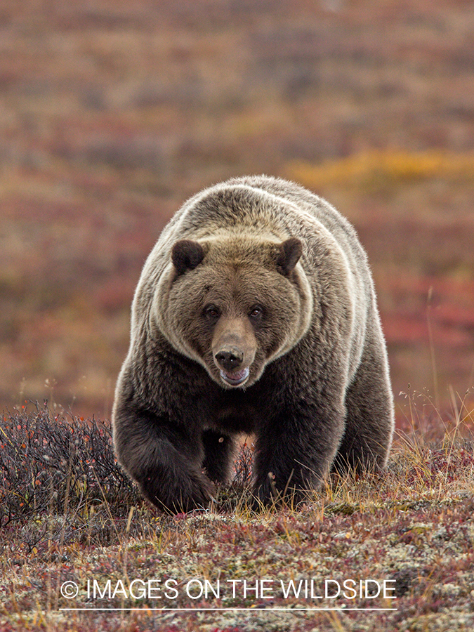 Grizzly bear in field.