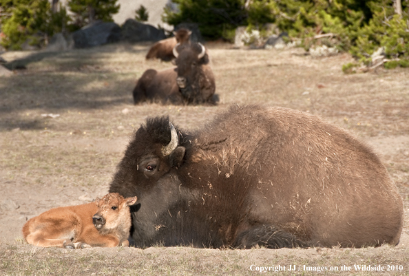 Bison mother and baby in habitat. 