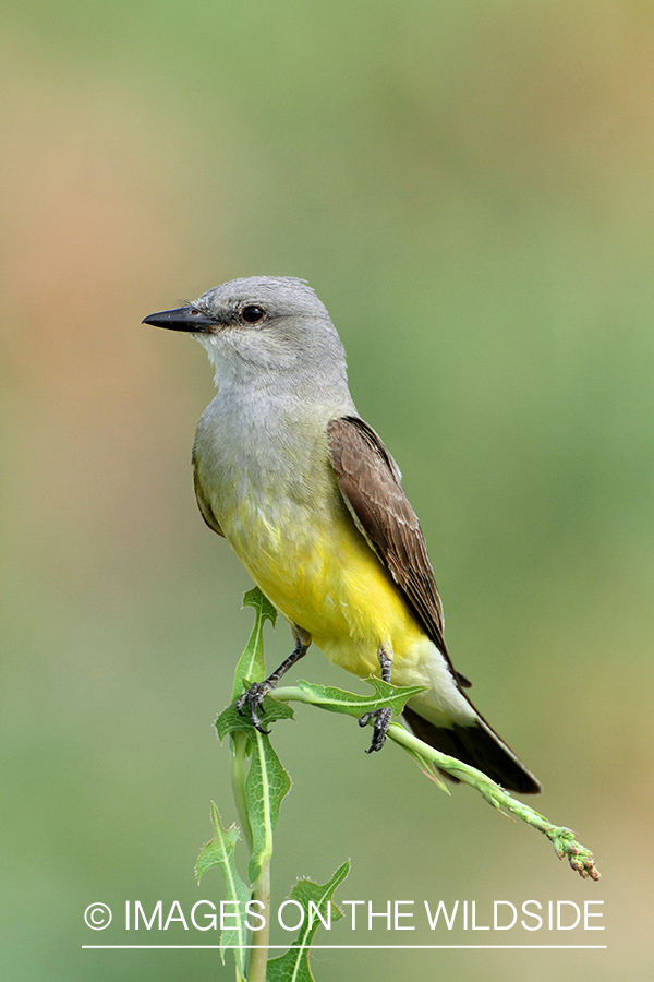 Western Kingbird