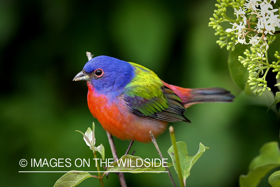 Painted Bunting in habitat.