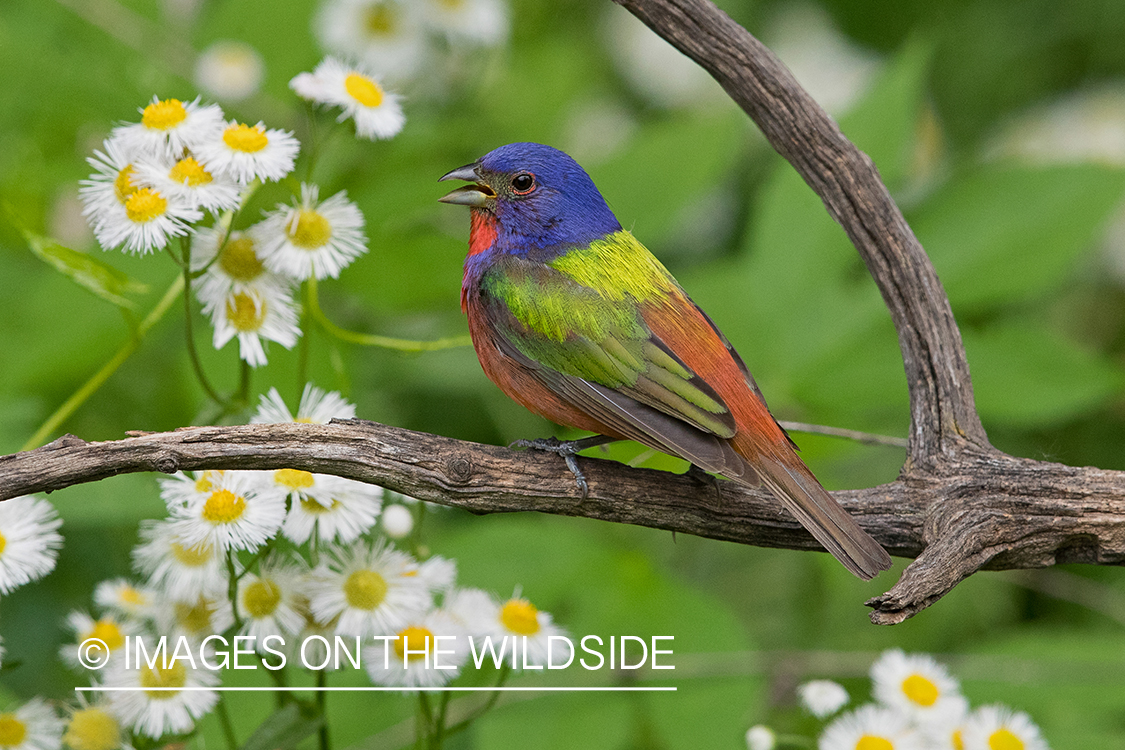 Painted Bunting on branch.