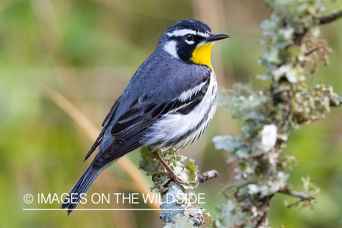 Yellow throated warbler on branch.