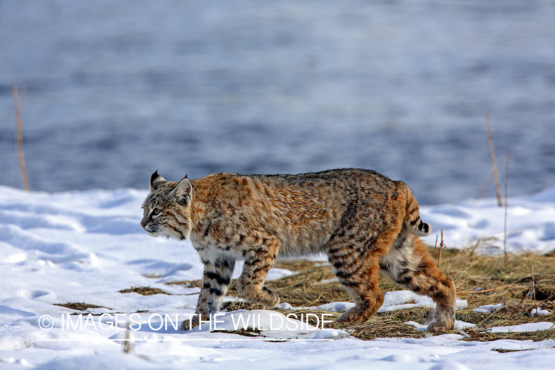 Bobcat in habitat.