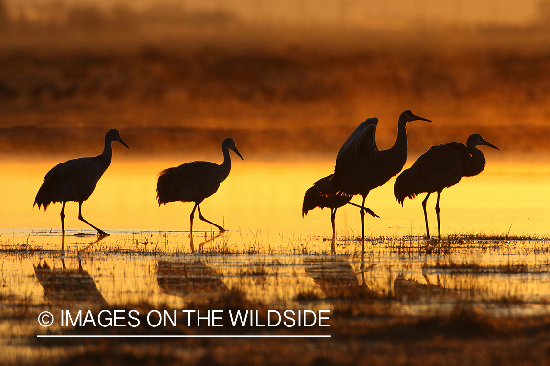 Sandhill Cranes at Sunrise