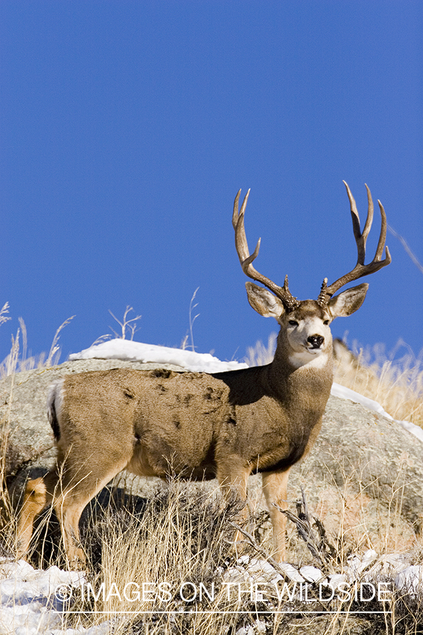 Mule deer in habitat.