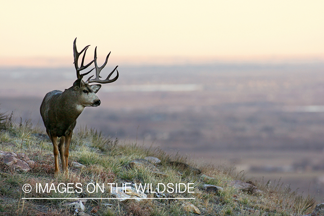 Mule deer buck in habitat. 