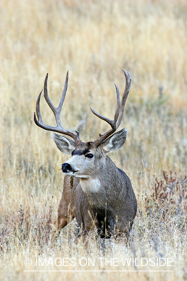 Mule deer buck in habitat. 