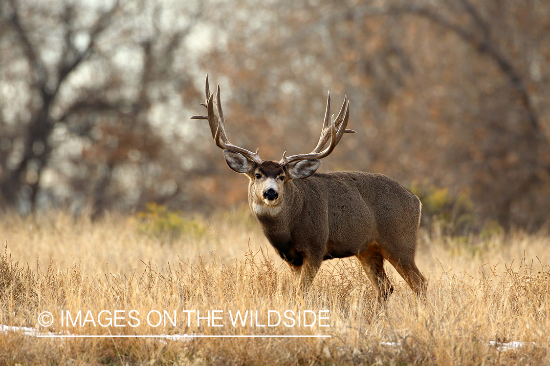 Mule deer buck in habitat.