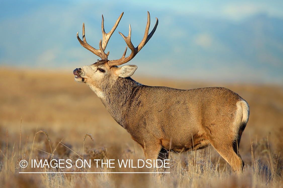 Mule deer buck bugling in habitat. 