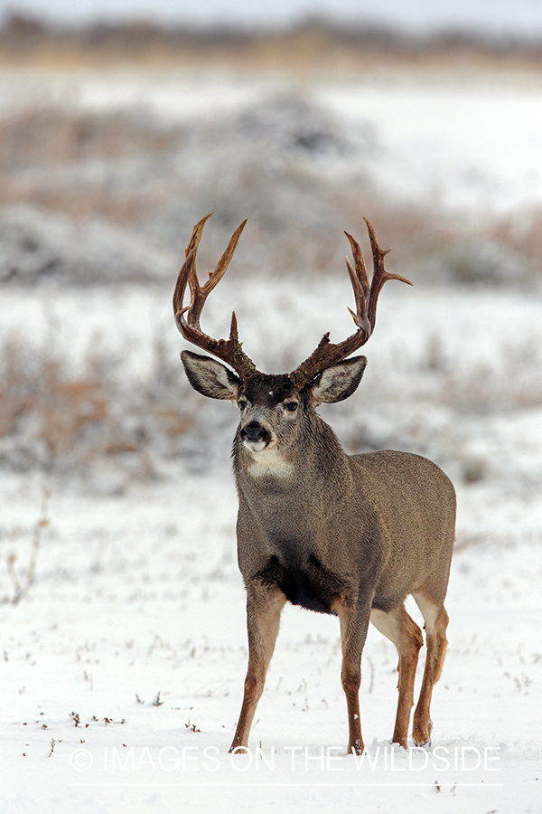 White-tailed buck in field in winter.