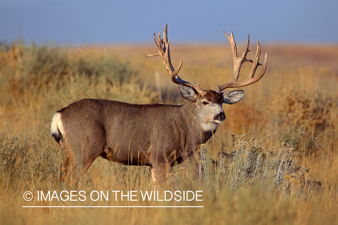 Mule deer buck in rut in field. 