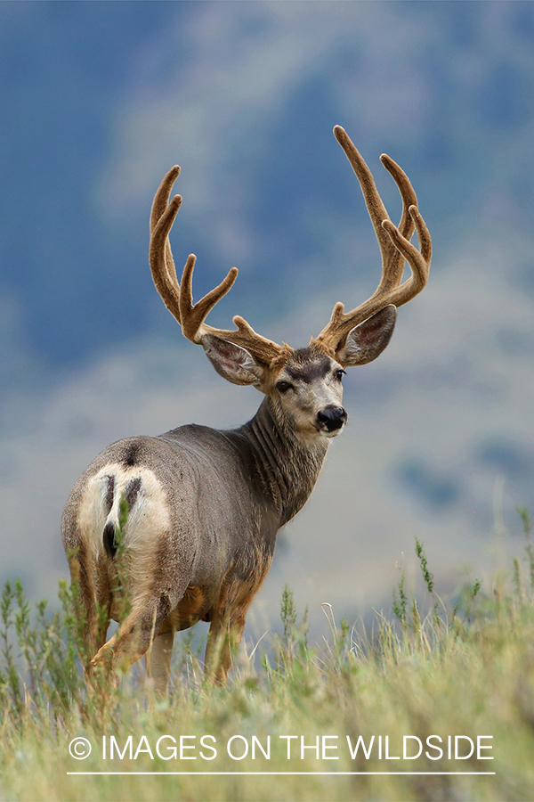 Mule buck in Velvet.