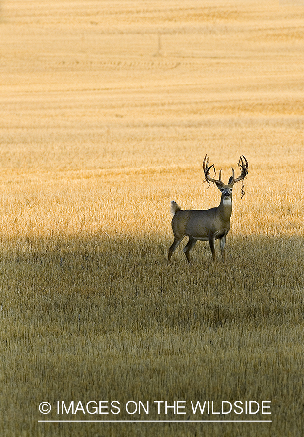 Whitetailed deer in habitat.