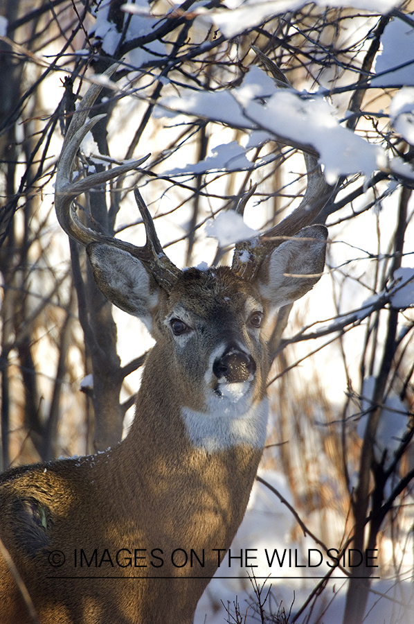 Whitetail Buck