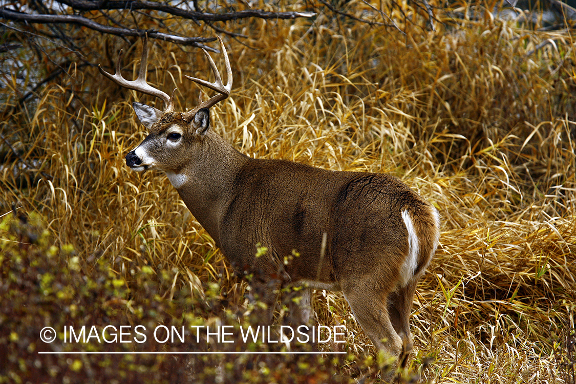 Whitetail Buck