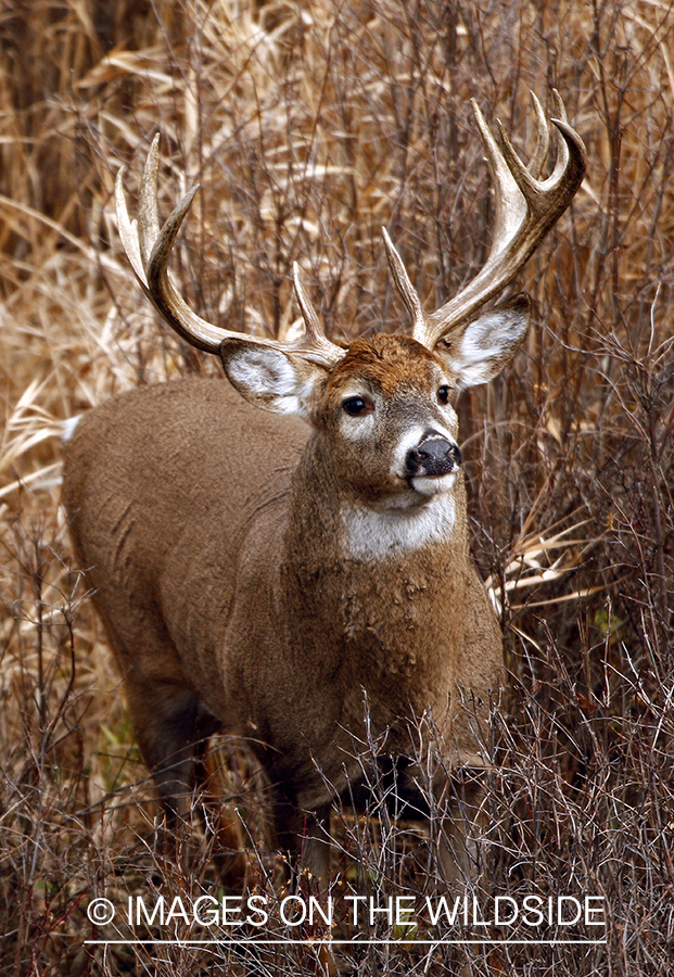 Whitetail Buck