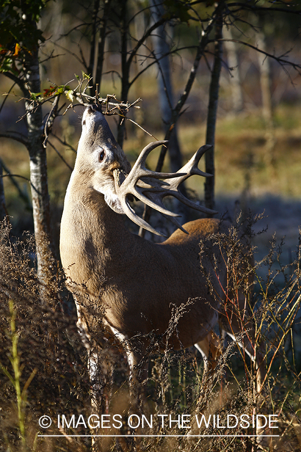 Whitetail buck in habitat