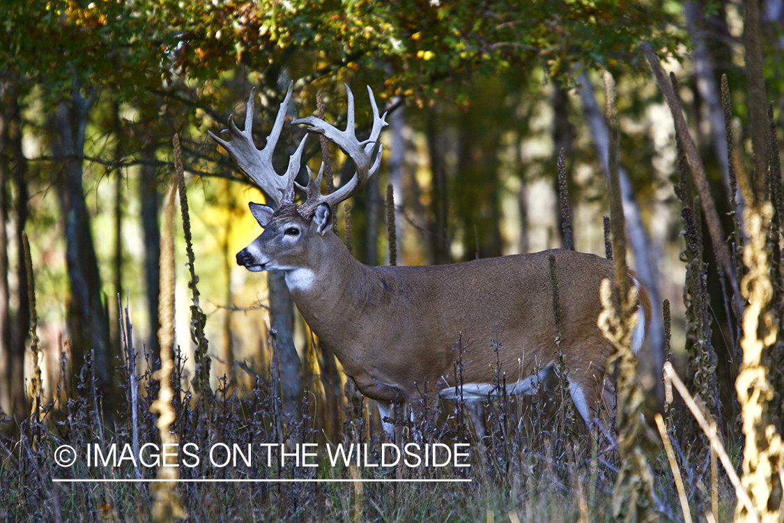 Whitetail buck in habitat