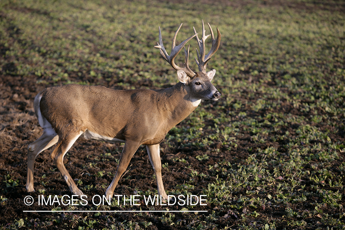 Whitetail buck in habitat