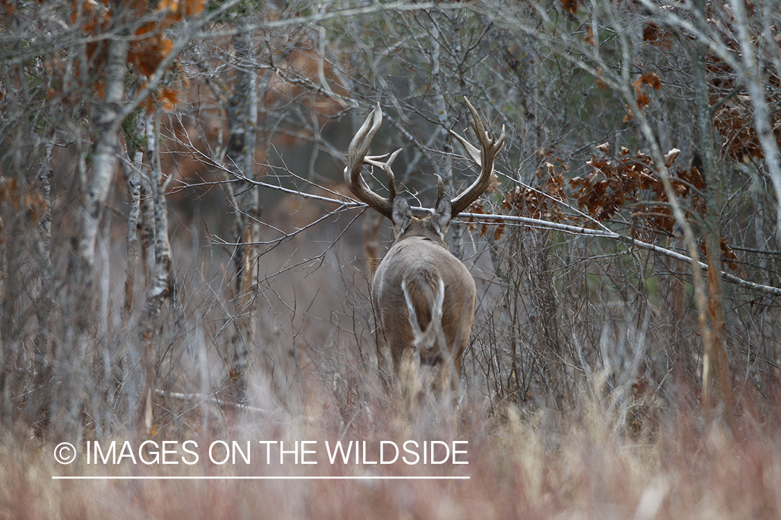 Whitetail buck in habitat.