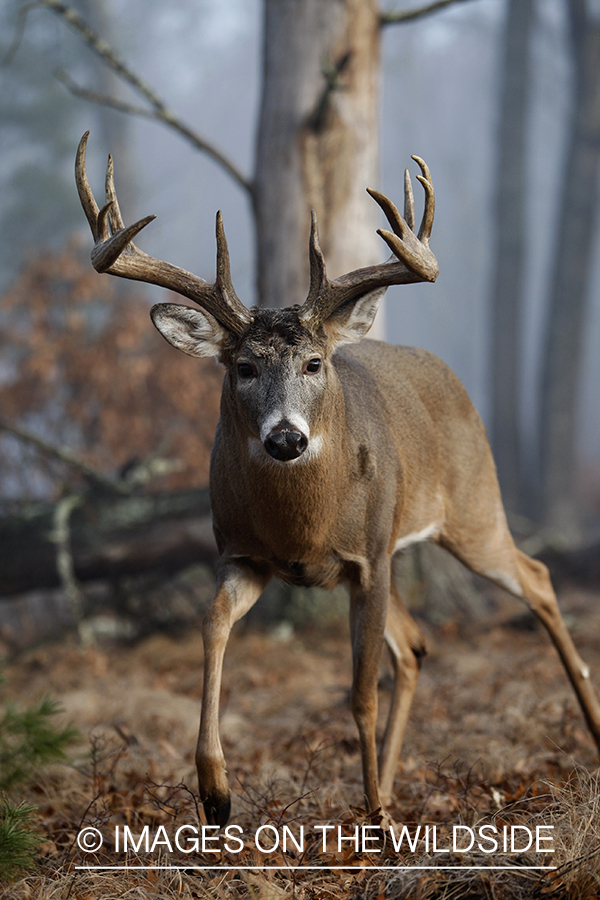 Whitetail buck in habitat.