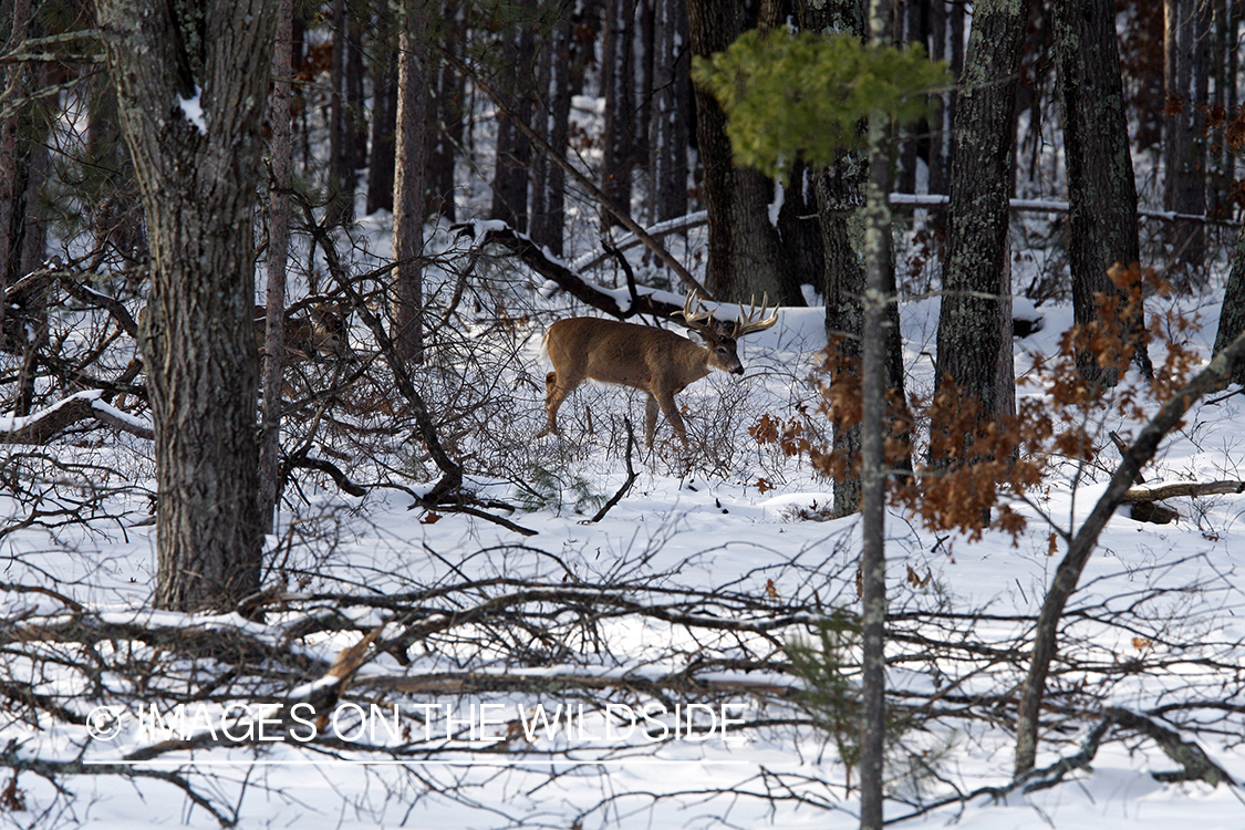 White-tailed buck in habitat.