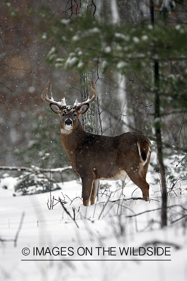 Whitetail in habitat