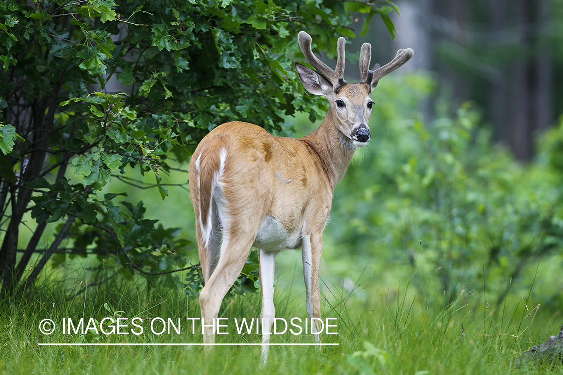 Summer Deer in Velvet