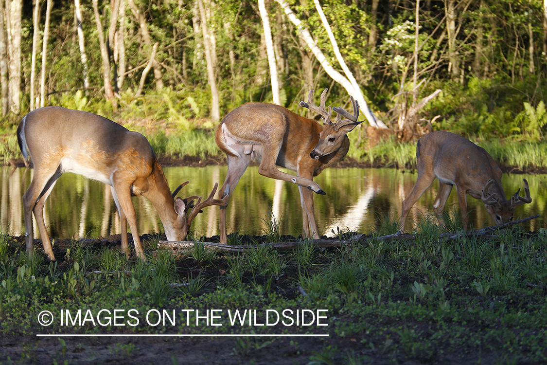 White-tailed deer in velvet