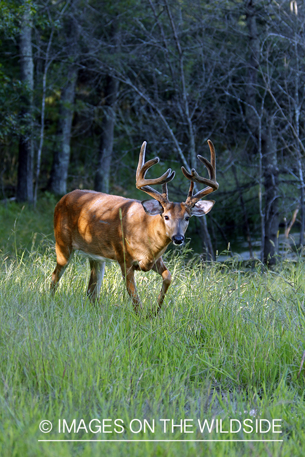 White-tailed buck in velvet 