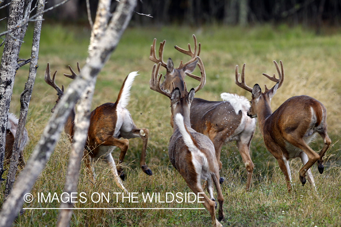 White-tailed bucks fleeing