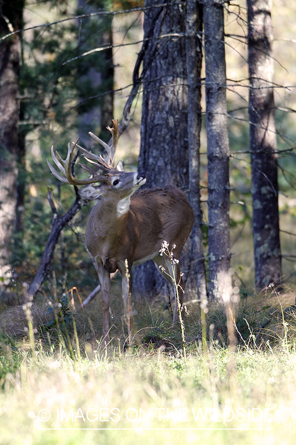 White-tailed buck in habitat.* 