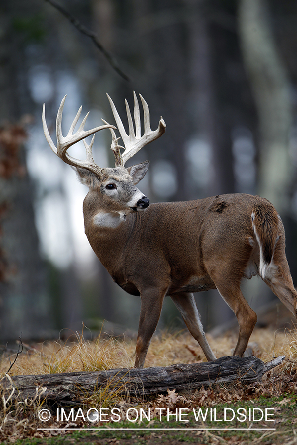 White-tailed buck in habitat. *