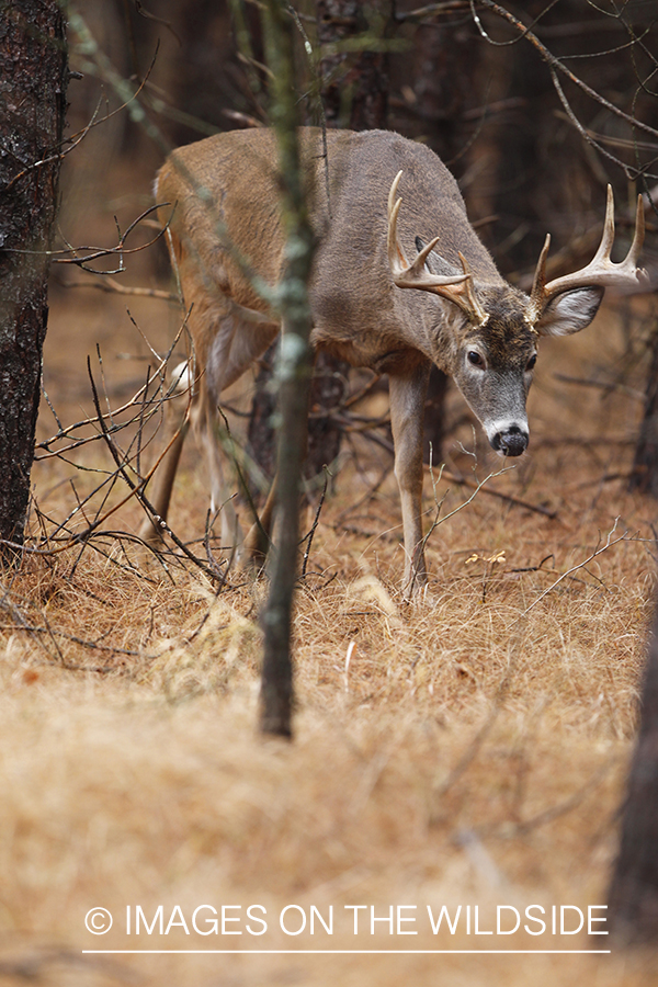 White-tailed buck in habitat. 