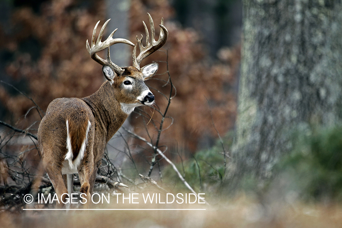 White-tailed buck in habitat. *