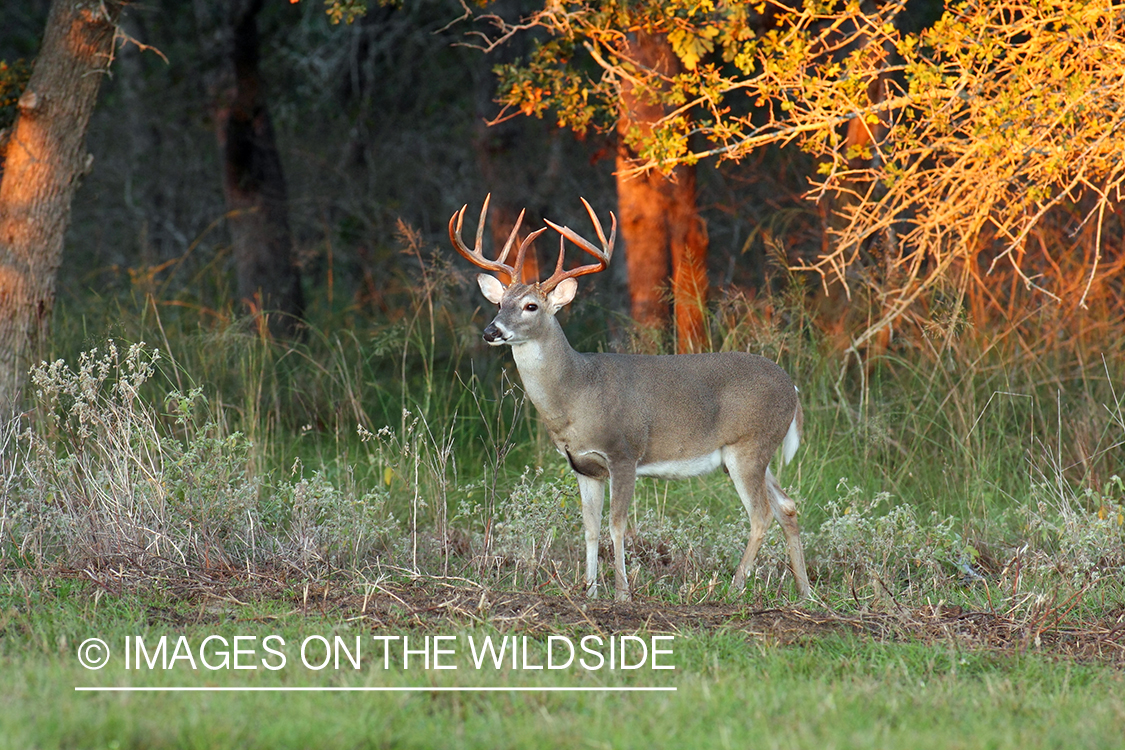 White-tailed buck in habitat. 