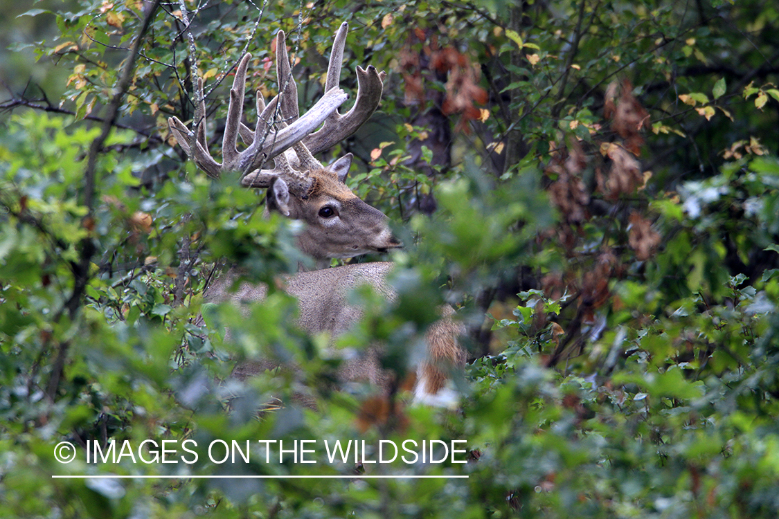 White-tailed buck in habitat. 