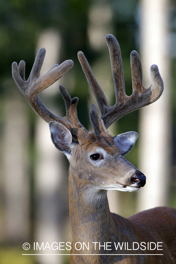 White-tailed buck in velvet.  