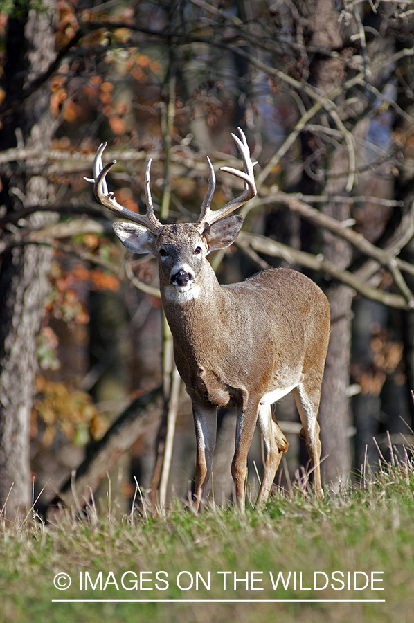 White-tailed buck in habitat. 