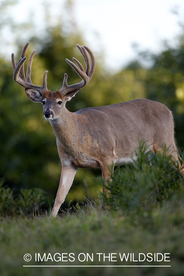 White-tailed buck in velvet.  