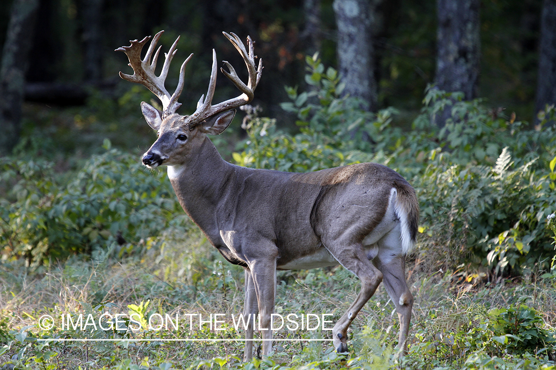 White-tailed buck in habitat.  