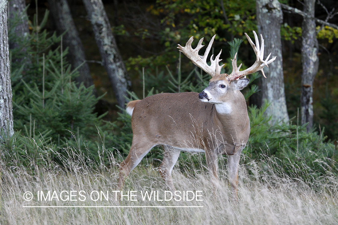 White-tailed buck in habitat. 