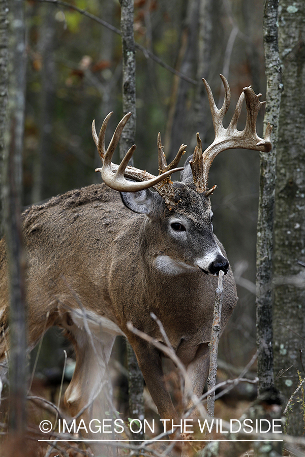 White-tailed buck investigating branch. 