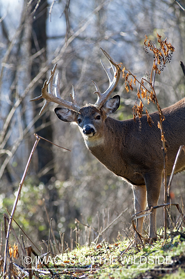 White-tailed buck in habitat. 