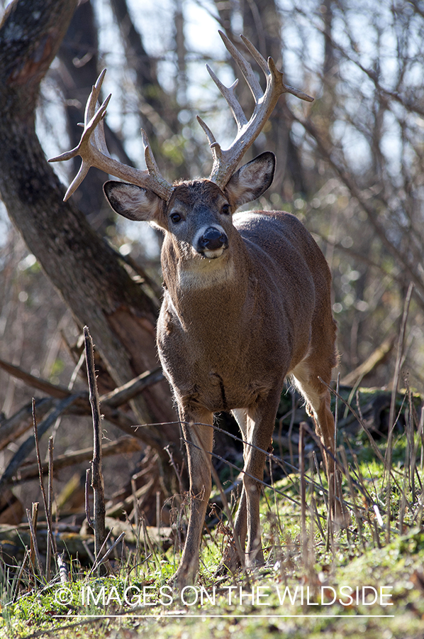 White-tailed buck in habitat. 