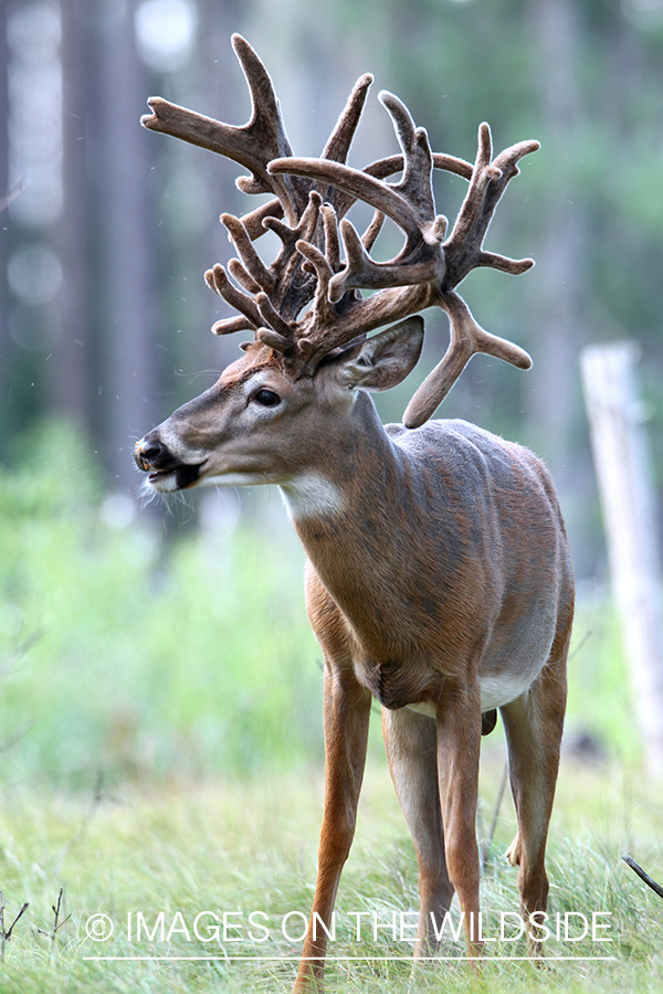 White-tailed buck in velvet.