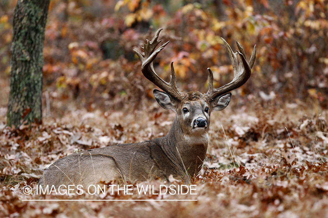 White-tailed buck laying in forest.