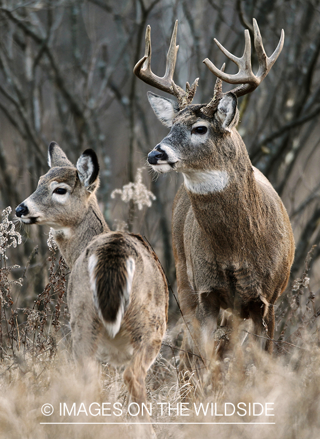 White-tailed buck with doe in habitat.