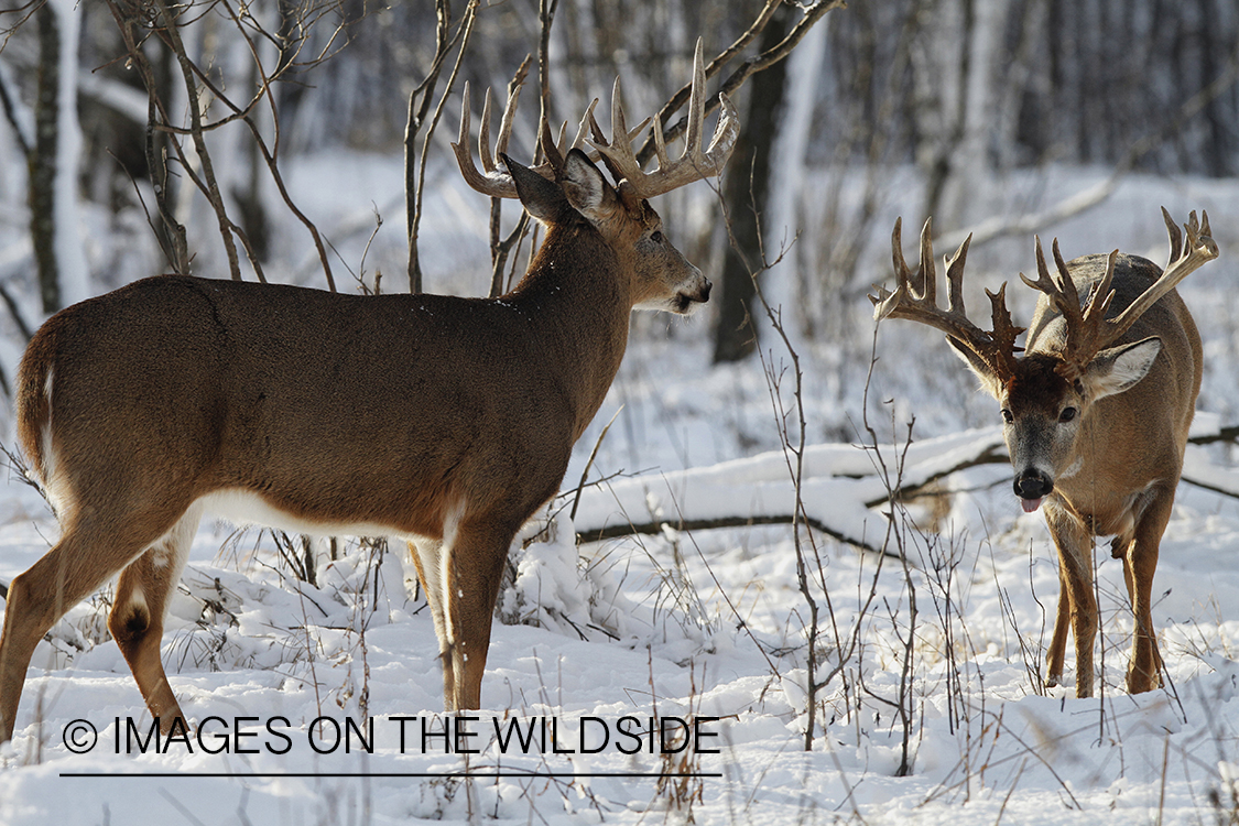 White-tailed bucks in winter habitat.